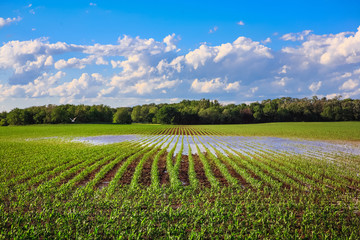 Flooded cornfield in the spring in Wisconsin