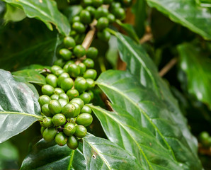 Wall Mural - Group of green Arabica coffee berries growing on tree branch