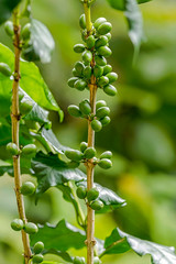 Wall Mural - Group of green Arabica coffee berries growing on tree branch