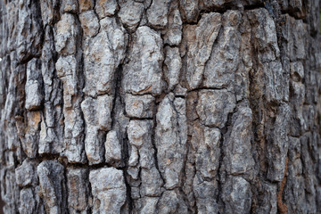 Bark Background Texture nature