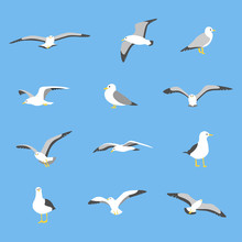 Various Poses Of Seagull. Flat Design Style Minimal Vector Illustration