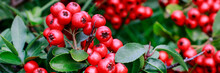 Red Berries (cotoneaster Horizontalis) In The Garden.