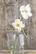 Weiße Narzissen, Osterglocken in einer Vase vor Holz-Hintergrund.