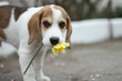© vektor67 - Dog, gift. Love story.