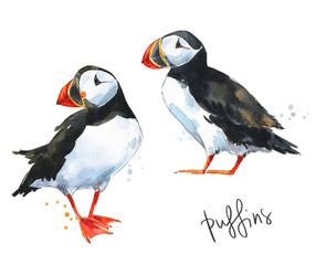 two hand painted watercolor puffins isolated on white