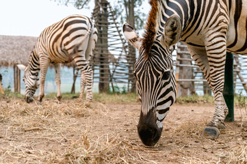 closeup zebra eating grass with soft-focus and over light in the background