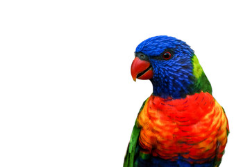 rainbow lorikeet isolated on white background right side