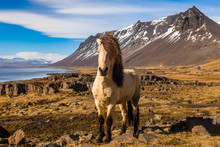 Icelandic Horses. The Icelandic Horse Is A Breed Of Horse Developed In Iceland.