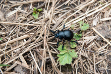 Bloody-Nosed Beetle In Springtime