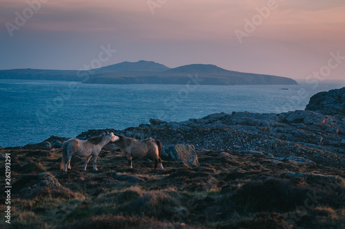 Cuadros en Lienzo Two Wild Ponies at sunset on St Davids Head, Pembrokeshire