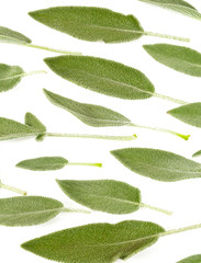 Sticker - sage leaves isolated on white