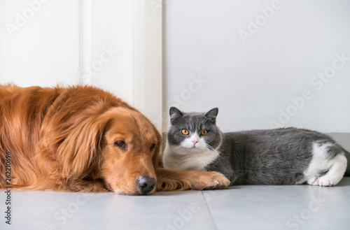 British Short Haired Cats And Golden Retriever Dogs Get Along