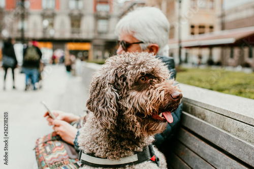 Middle Aged Woman With White Hair Enjoying Her Spanish Spaniel By