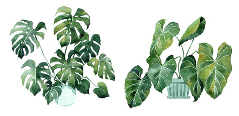 Watercolor image with tropical leaves and leaves of indoor plants. Home plant in pots. Greenery. Juicy. Floral design element. Perfect for invitations, cards, prints, posters.