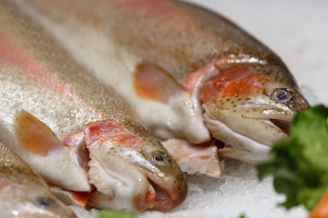 Fresh red fish on ice. Fresh salmon trout lying on the ice.