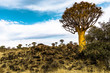 Köcherbaum in NAMIBIA