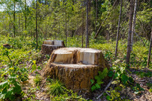 Stumps In The Forest, Remnants Of Felled Tree, Deforestation