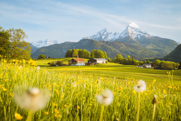 Wall Mural - idyllic landscape in the alps with blooming meadows in springtime
