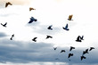 flying pigeons 