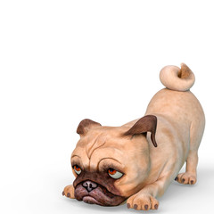 Wall Mural - puppy pug is ready side pose in a white background