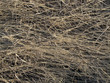 Old last year's faded grass. Natural background