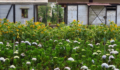 Poster - Jardin devant un wagon