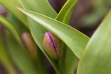 Fototapeta Tulipany - Bloom of the tulip species Tulipa bakeri from Crete.