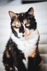 Wall Mural - Black and Yellow Calico Cat