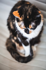 Wall Mural - Black and Yellow Calico Cat