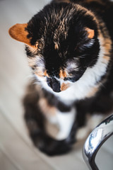 Wall Mural - Black and Yellow Calico Cat