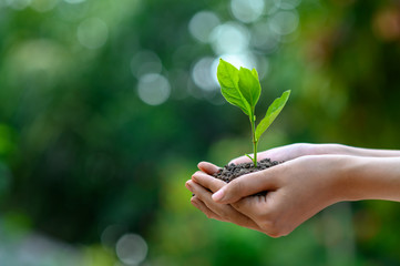 Wall Mural - environment Earth Day In the hands of trees growing seedlings. Bokeh green Background Female hand holding tree on nature field grass Forest conservation concept