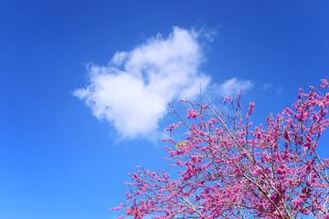 Spring pink blossoms tree. selective focus photo.