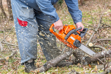 Worker using chain saw and cutting tree branches.