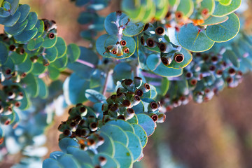  Eucalyptus krueseana plant