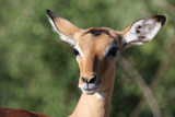 Fototapeta Sawanna - Schwarzfersenantilope / Impala / Aepyceros melampus