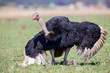 Male Ostrich performing a courtship dance on short grass