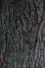 Embossed Texture Of The Bark Of A Tree. Old Wood Tree Texture Pattern Wallpaper. Ecology And Nature Concept Background