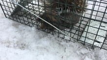 écureuil En Cage