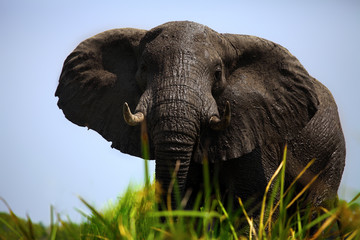 Sticker - The African bush elephant (Loxodonta africana). A very big bul standing among the reeds. Big male standing above the river bank