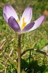 White crocuses in spring garden close up