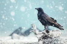 Raven With Blue Eye Sitting On A Skull On The Snow. Stylized Photography