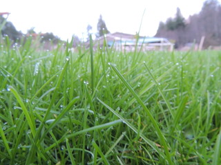 green grass texture