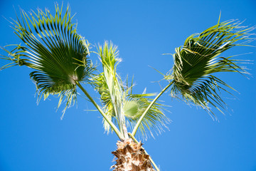 palm trees and blue sky tranquility vacation concept