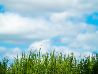  Green grass in spring with sky and clouds background