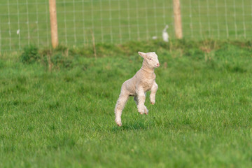 Wall Mural - Lamb playing.