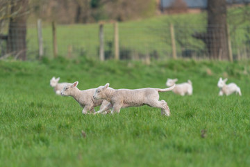 Wall Mural - Lambs playing.