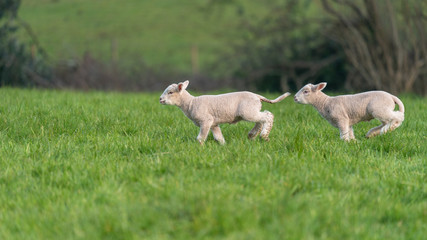 Wall Mural - Lambs playing.