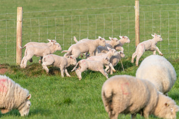 Wall Mural - Lambs playing.