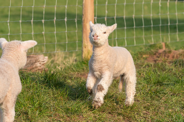 Wall Mural - Lambs playing.