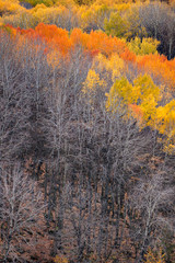 Wall Mural - Autumn landscape photography. Colorful forest background. 